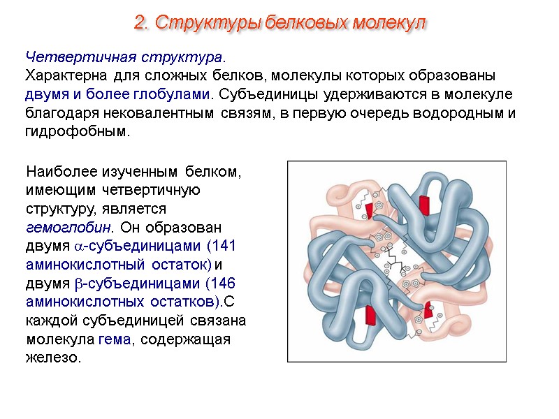 Наиболее изученным белком, имеющим четвертичную структуру, является гемоглобин. Он образован двумя -субъединицами (141 аминокислотный